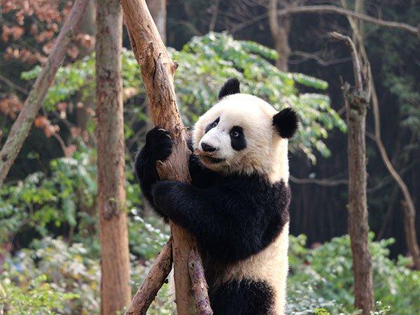 Panda and Leshan Buddha Private Tour